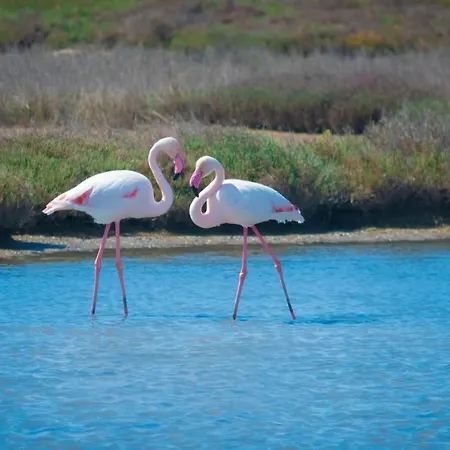El Rincon De Elena Delta Del Ebro Apartmán Els Muntells
